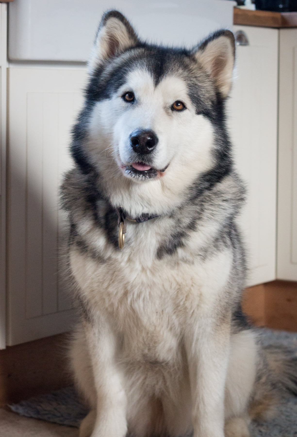 Kataum Inua's Iglanartok aka Nevi at Inua's Voice Alaskan Malamute Kennel