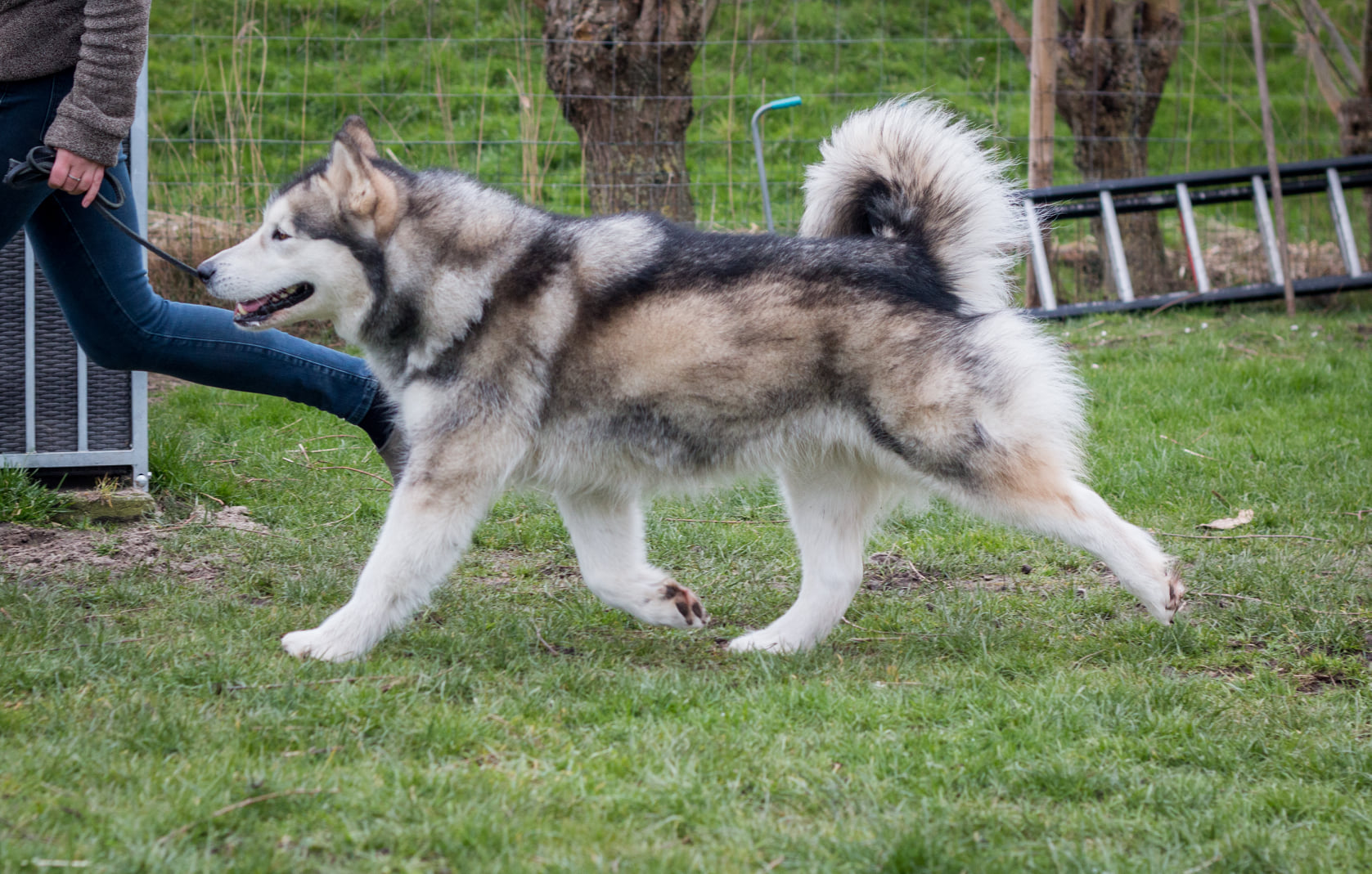 Kataum Inua;s Iglanartok Nevi Alaskan Malamute Inua's Voice Alaskan Malamute Kennel