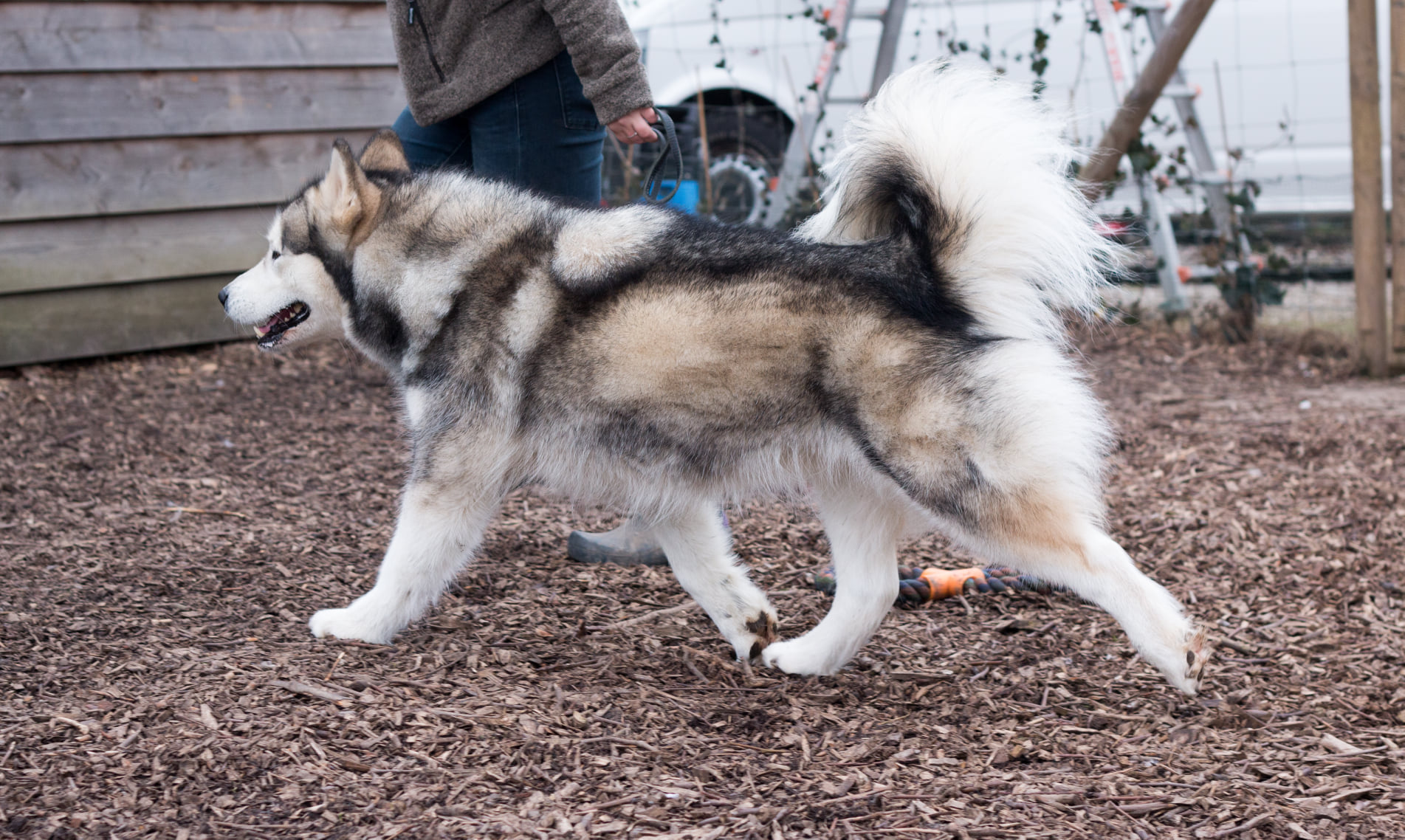 Kataum Inua;s Iglanartok Nevi Alaskan Malamute Inua's Voice Alaskan Malamute Kennel