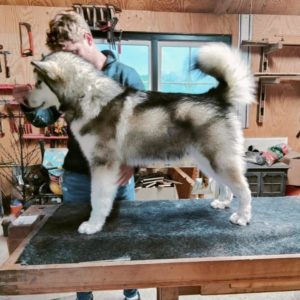 Inua's Voice Alaskan Malamute Kennel