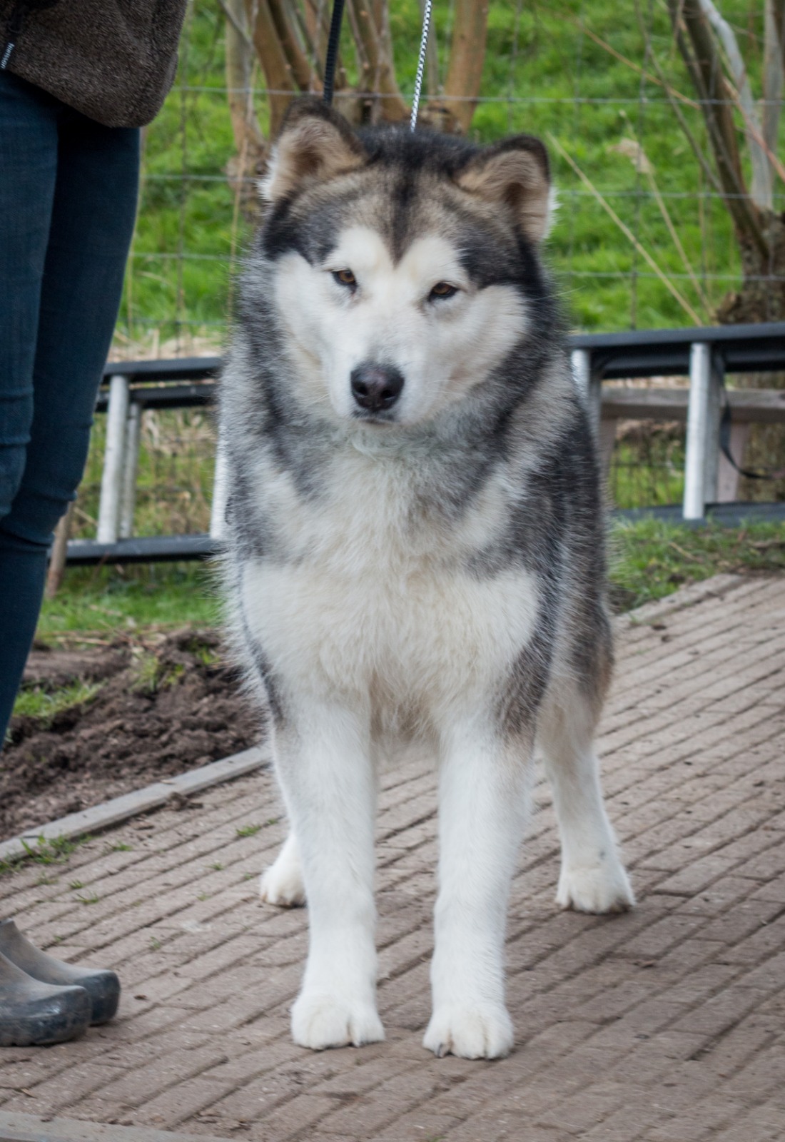 Kataum Inua;s Iglanartok Nevi Alaskan Malamute Inua's Voice Alaskan Malamute Kennel