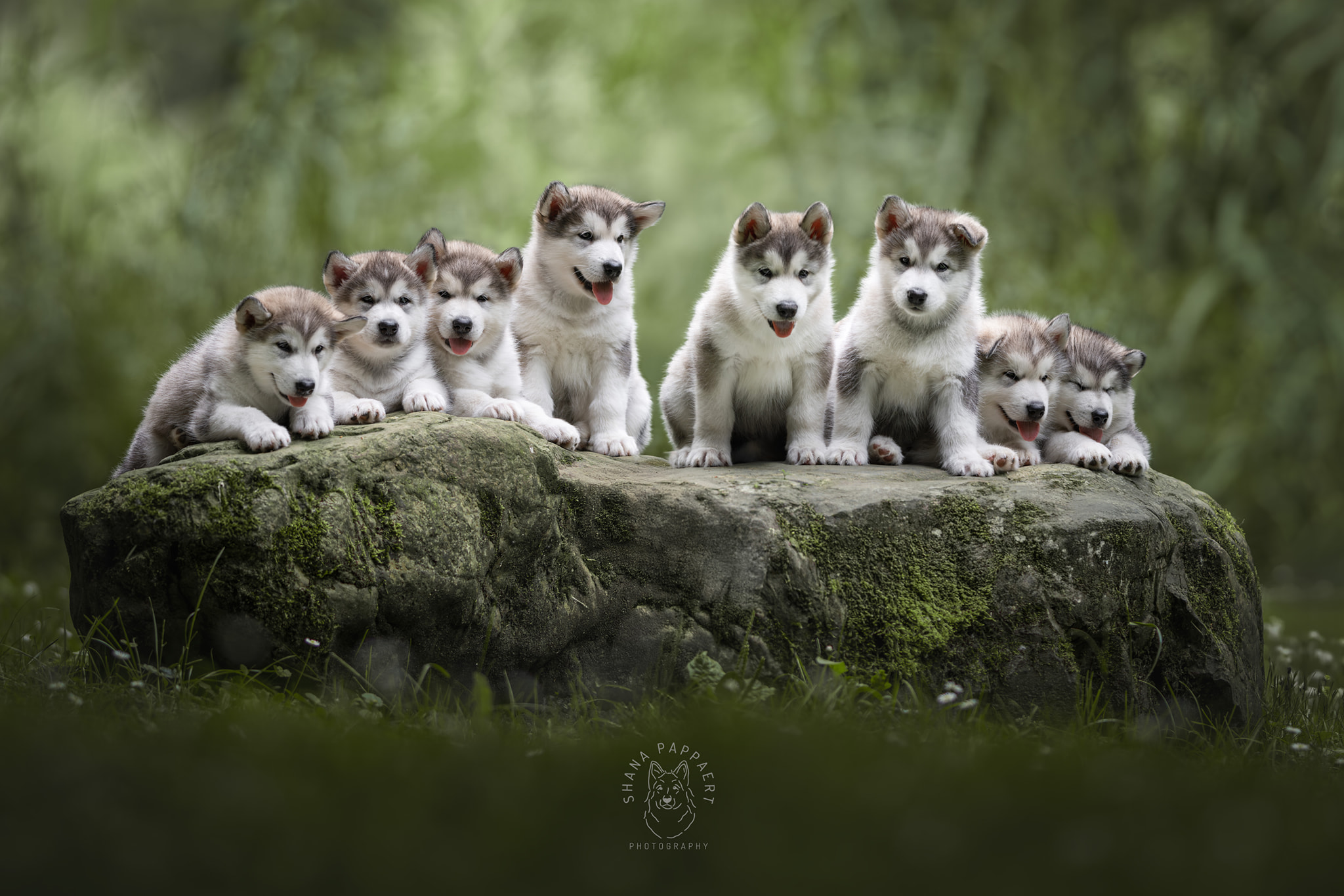Inua's Voice Alaskan Malamute Puppy Nederland