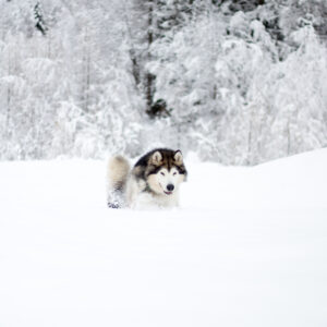 Inua's Voice Alaskan Malamute Kennel Whitewalker North O'The Wall Jon Snow