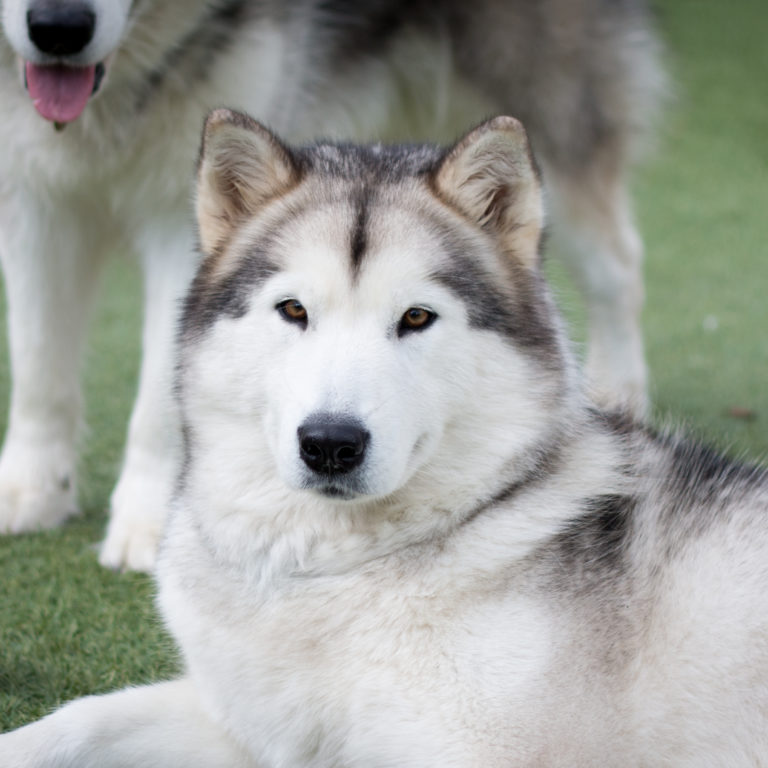 Inua's Voice Bumblebee at Inua's Voice Kennel Alaskan Malamute Puppy