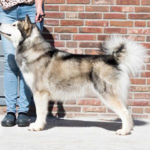 Nevi Kataum Inua's Iglanartok @ Inua's Voice Malamutes