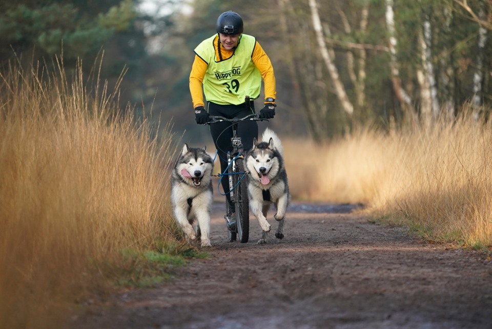 Inua's Voice Alaskan Malamutes Finne and Jon Snow