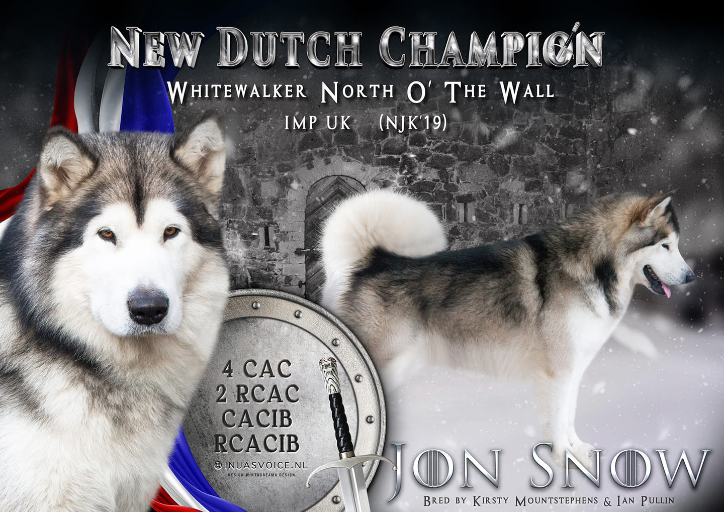 Alaskan Malamute Jon Snow at Inua's Voice Kennel