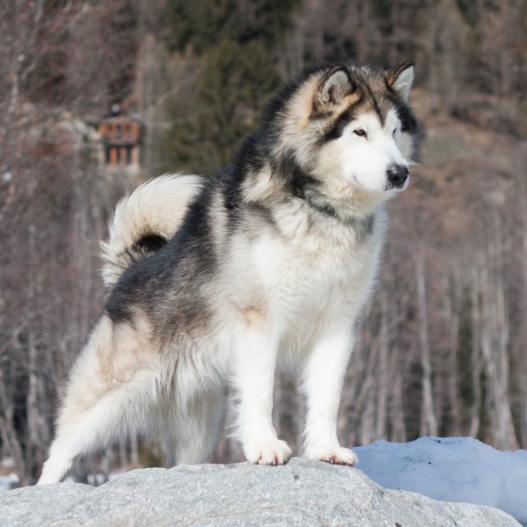 Whitewalker North O'The Wall aka Jon Snow at Inua's Voice Alaskan Malamute Kennel