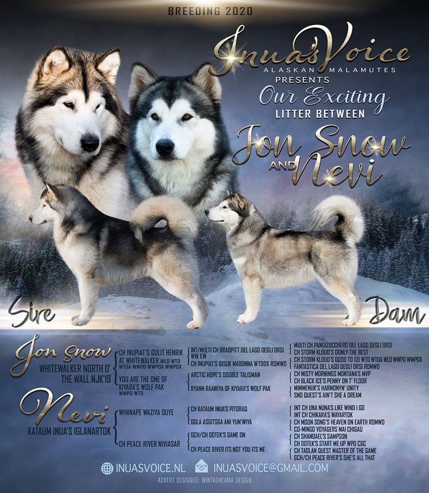 Litter Nestje Alaskan Malamute Inua's Voice Nevi Jon Snow