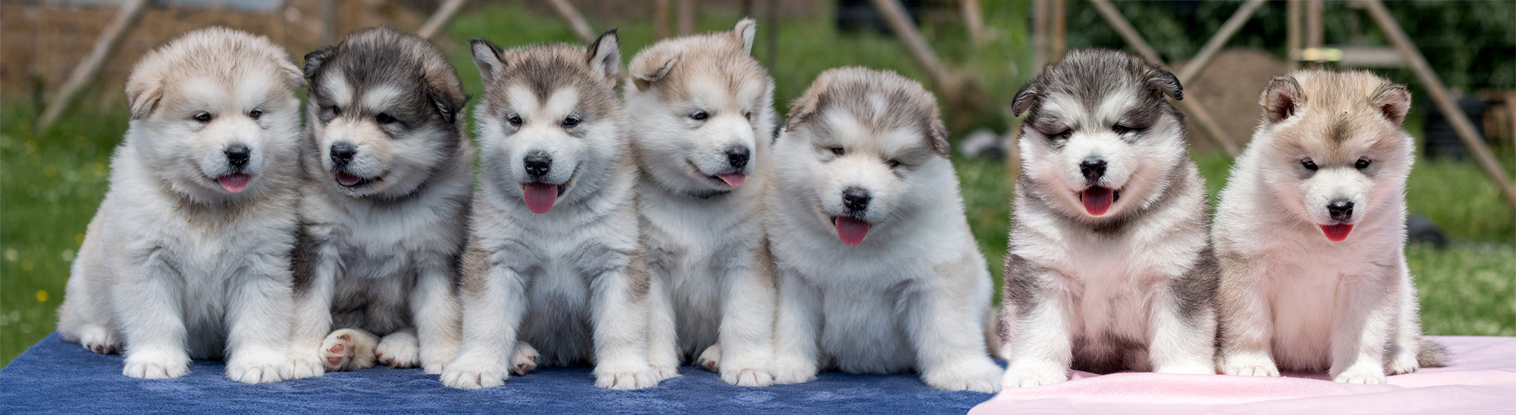 Inua's Voice Alaskan Malamute Litter Puppies 2020